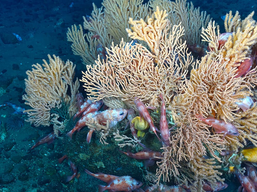 A group of orange and white fish swim in an out of pale yellow coral in Eastern Canyons.
